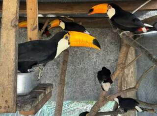 Pacas, tucanos e macacos-prego voltam ao Pantanal ap&oacute;s reabilita&ccedil;&atilde;o 