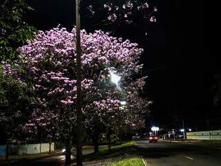 Ilumina&ccedil;&atilde;o da Avenida Gunter Hans &eacute; restabelecida ap&oacute;s quatro semanas
