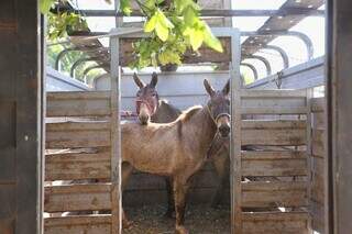Ap&oacute;s andar 6 km soltos pelas ruas, burro e mula s&atilde;o resgatados pelo CCZ