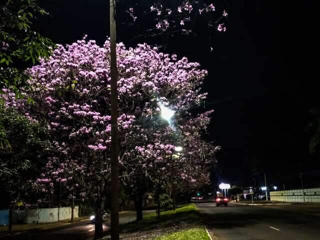 Ilumina&ccedil;&atilde;o da Avenida Gunter Hans &eacute; restabelecida ap&oacute;s quatro semanas