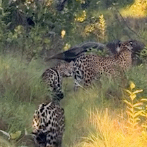 Tamandu&aacute;-bandeira com filhote afugenta on&ccedil;as no Pantanal 