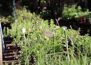 Cafeteria escondida em floricultura surpreende e tem jatob&aacute; de 250 anos