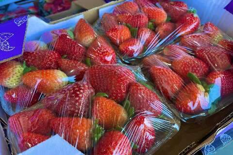 &quot;Modinha&quot; eleva pre&ccedil;o do morango em 35% e vendas superam datas comemorativas
