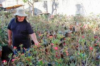 Valmir decidiu viver aposentadoria ao lado de 3 mil rosas-do-deserto