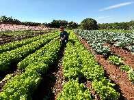 Produtos da agricultura familiar da Capital ganharão selo de procedência 