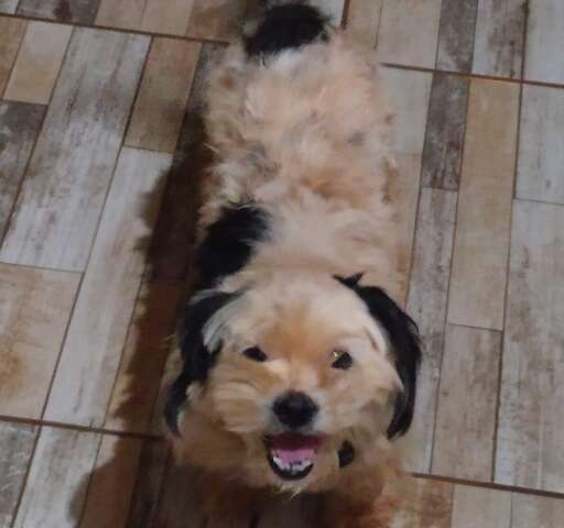Fam&iacute;lia procura por shih-tzu idosa que desapareceu no S&atilde;o Conrado