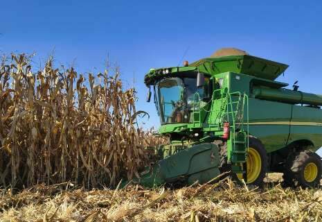 Colheita do milho atrasa e atinge apenas 20% da &aacute;rea plantada