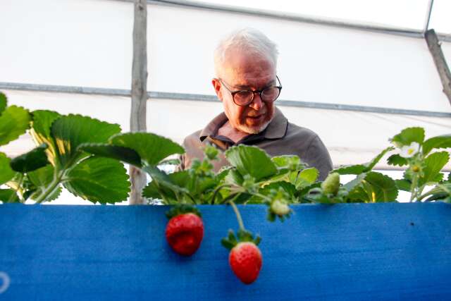 Jo&atilde;o planta morango org&acirc;nico e recebe visitantes para a colheita