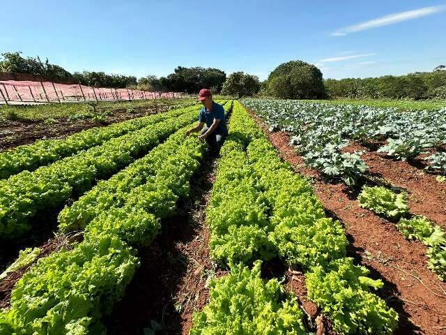 Produtos da agricultura familiar da Capital ganhar&atilde;o selo de proced&ecirc;ncia 