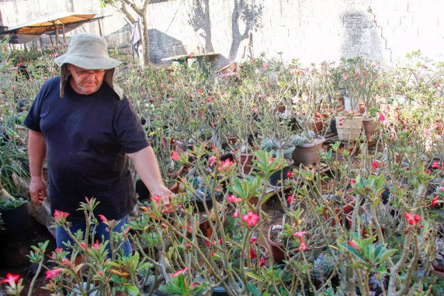 Valmir decidiu viver aposentadoria ao lado de 3 mil rosas-do-deserto