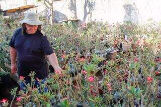 Valmir decidiu viver aposentadoria ao lado de 3 mil rosas-do-deserto