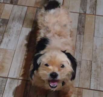 Fam&iacute;lia procura por shih-tzu idosa que desapareceu no S&atilde;o Conrado