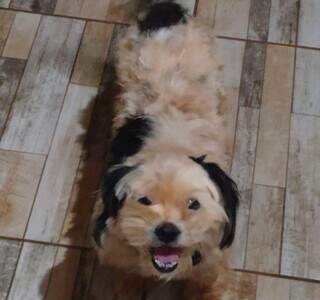 Fam&iacute;lia procura por shih-tzu idosa que desapareceu no S&atilde;o Conrado
