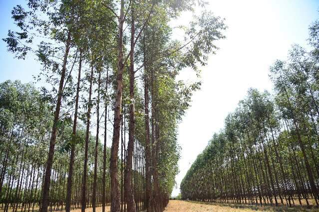 Sobretaxa dos EUA ameaça exportações de celulose de MS, aponta consultor