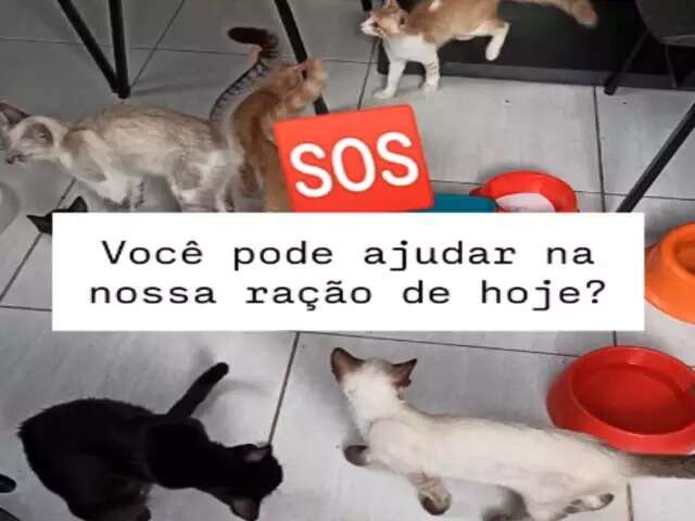 Abrigo que cuida de 89 gatos enfrenta surto de doen&ccedil;a e pede doa&ccedil;&otilde;es
