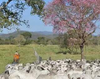 MS tem a quarta fazenda mais cara &agrave; venda no Pa&iacute;s: R$ 3,5 bilh&otilde;es