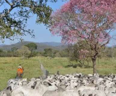 MS tem a quarta fazenda mais cara &agrave; venda no Pa&iacute;s: R$ 3,5 bilh&otilde;es