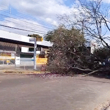 Vento derruba &aacute;rvore e interdita Avenida Jos&eacute; Nogueira Vieira