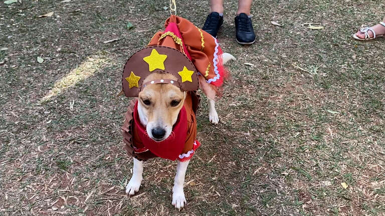 No Tiradentes, Arraiau mistura bingo, fantasia e amor pelos animais