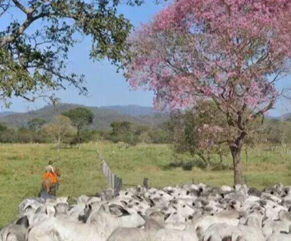"MS tem a quarta fazenda mais cara à venda no País: R$ 3,5 bilhões"