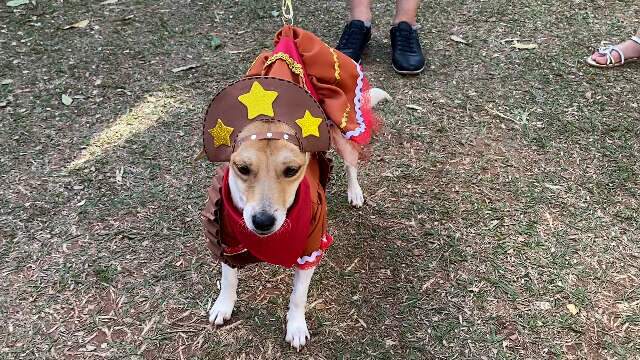 No Tiradentes, Arraiau mistura bingo, fantasia e amor pelos animais