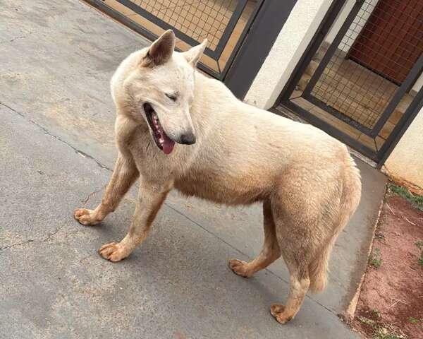 Veterin&aacute;ria pede ajuda para encontrar tutor de cachorro perdido no Rita Vieira