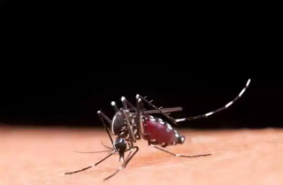 Campo Grande confirma primeira morte por dengue em 2025