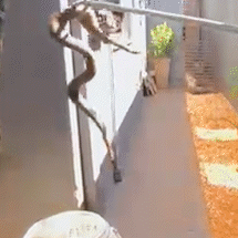Por dia, mais de 3 animais silvestres invadem casas e com&eacute;rcios da Capital