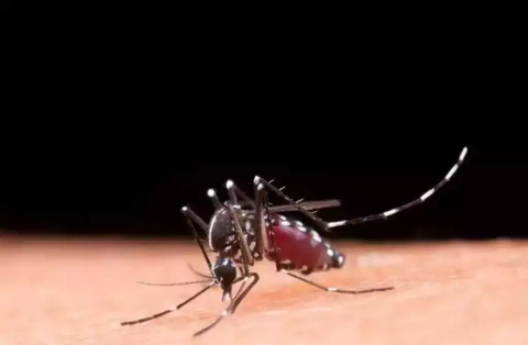 Campo Grande confirma primeira morte por dengue em 2025