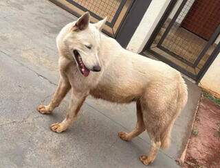 Veterin&aacute;ria pede ajuda para encontrar tutor de cachorro perdido no Rita Vieira