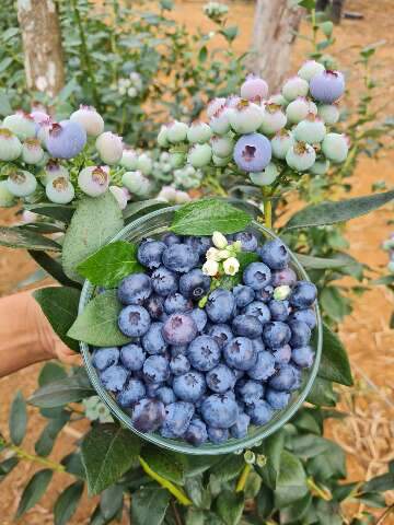 Fruta de clima frio, mirtilo chega com for&ccedil;a ao calor de MS em feira 