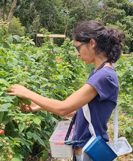 Fruta de clima frio, mirtilo chega com força ao calor de MS em feira Fruta de clima frio, mirtilo chega com força ao calor de MS em feira