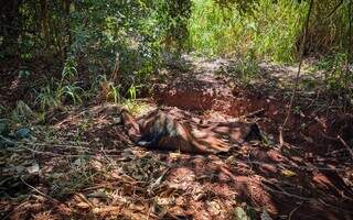 Per&iacute;cia contradiz vers&atilde;o de suspeito sobre morte de mulher abandonada em vala