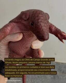 1&ordm; da esp&eacute;cie em reabilita&ccedil;&atilde;o, tatu &ldquo;Farofa&rdquo; evolui no Pantanal