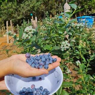 Fruta de clima frio, mirtilo chega com força ao calor de MS em feira Fruta de clima frio, mirtilo chega com força ao calor de MS em feira