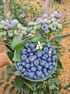Fruta de clima frio, mirtilo chega com for&ccedil;a ao calor de MS em feira 