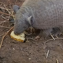 1&ordm; da esp&eacute;cie em reabilita&ccedil;&atilde;o, tatu &ldquo;Farofa&rdquo; evolui no Pantanal