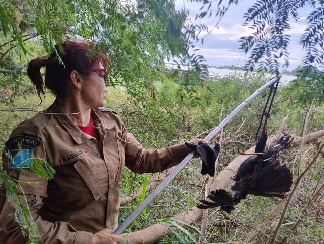 Gavi&atilde;o enroscado em fios de pesca &eacute; resgatado &agrave;s margens do Rio Paraguai