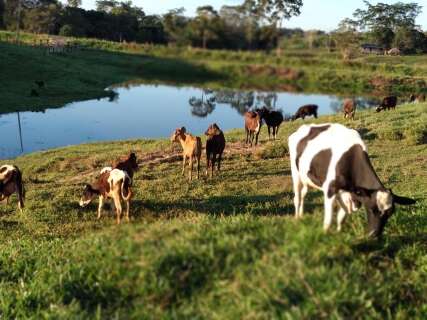 Com uso de IA, projeto de MS prev&ecirc; fertilidade de novilhas antes da insemina&ccedil;&atilde;o