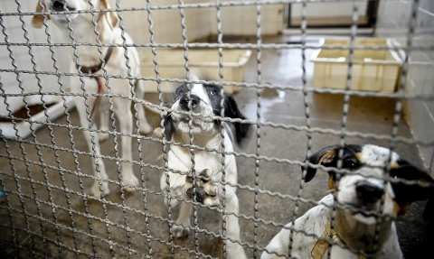Brasil pro&iacute;be uso de animais em testes de cosm&eacute;ticos e produtos de higiene