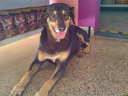 Vizinhos se unem para cuidar de Neg&atilde;o enquanto buscam um novo lar para o c&atilde;o