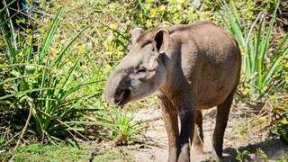 Expedi&ccedil;&atilde;o no Pantanal bate recorde com 29 antas capturadas para pesquisa 