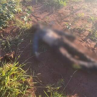 Homem morto em mata no Itamarac&aacute; tinha sinais de luta e fios de cabelo nas m&atilde;os