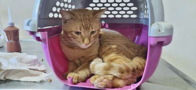 Gatos feridos com chumbinho acendem alerta de viol&ecirc;ncia contra pets na Capital 