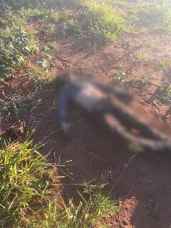 Homem morto em mata no Itamarac&aacute; tinha sinais de luta e fios de cabelo nas m&atilde;os