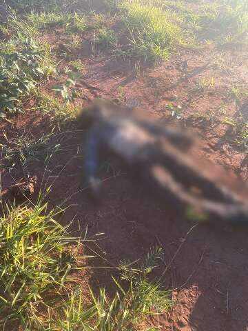 Homem morto em mata no Itamarac&aacute; tinha sinais de luta e fios de cabelo nas m&atilde;os