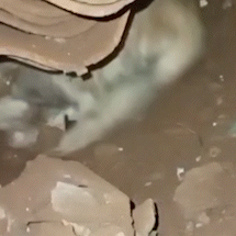 Cachorrinha &eacute; resgatada ap&oacute;s ser abandonada e sofrer aborto espont&acirc;neo