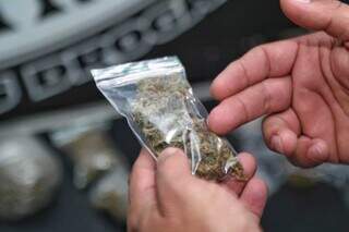 Donos de bar com "maconha gourmet" pegam 5 anos em regime semiaberto Donos de bar com "maconha gourmet" pegam 5 anos em regime semiaberto