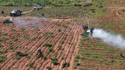 Pol&iacute;cia desmantela fazenda com 14 hectares de maconha plantados