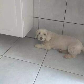 Pitbull solto mata poodle de casal de idosos em pra&ccedil;a de Campo Grande